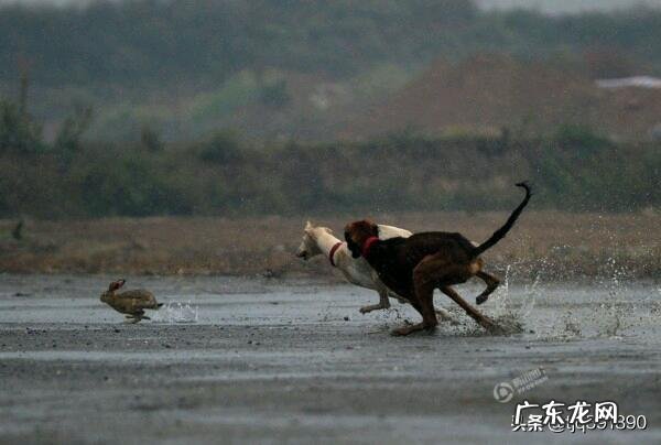 庄稼地里有很多的野兔子,有什么好办法抓到吗?