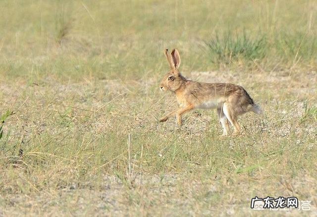 庄稼地里有很多的野兔子,有什么好办法抓到吗?
