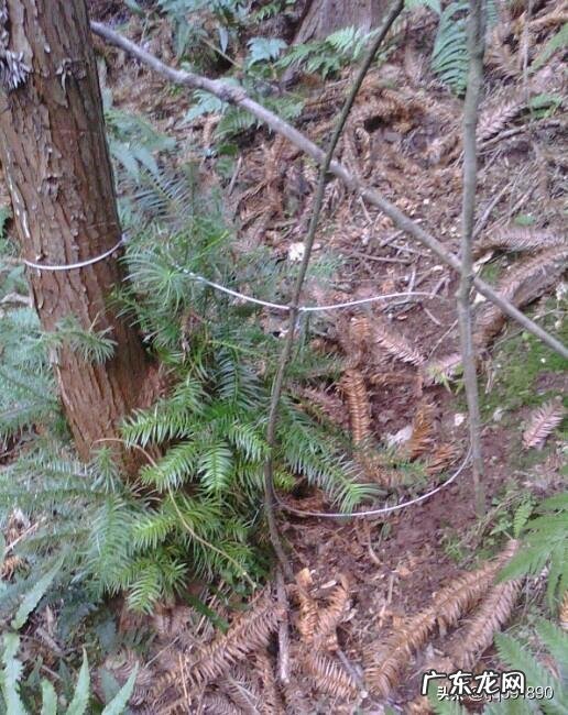 庄稼地里有很多的野兔子,有什么好办法抓到吗?