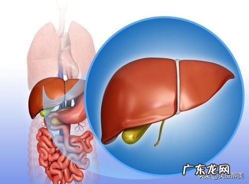 它是“肝脏解毒王”,饭后泡水喝,能排肝毒净脸蛋,它是什么?