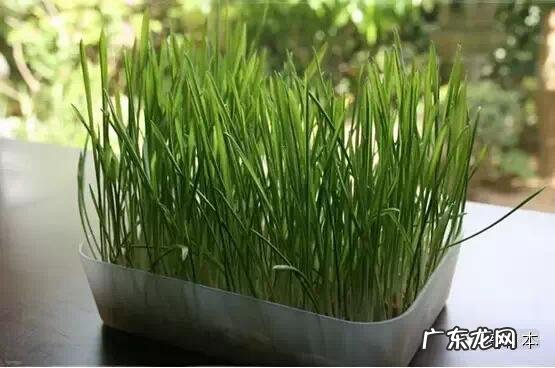 它是“肝脏解毒王”,饭后泡水喝,能排肝毒净脸蛋,它是什么?