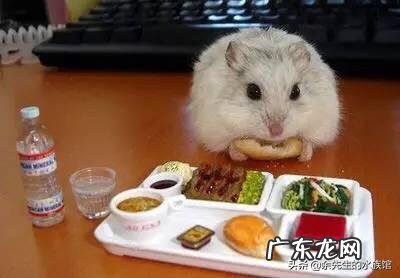 我家仓鼠太肥了，该怎样减肥，需要干嘛？