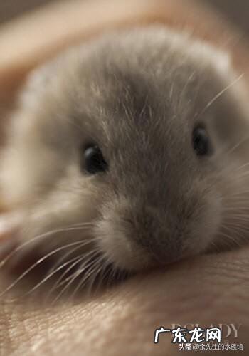 我家仓鼠太肥了，该怎样减肥，需要干嘛？