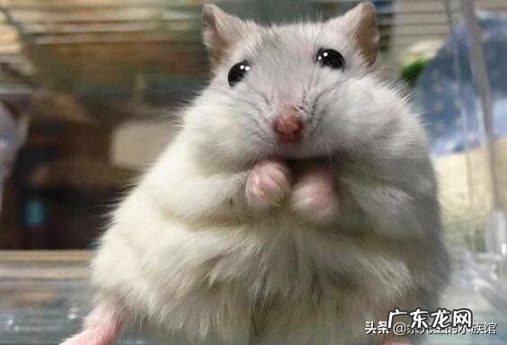 我家仓鼠太肥了，该怎样减肥，需要干嘛？