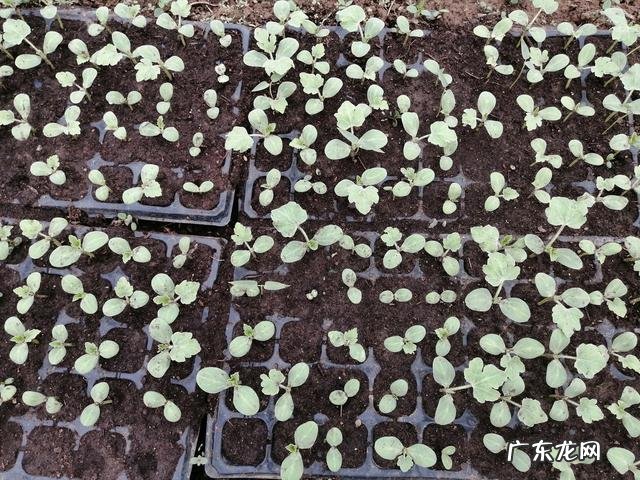 早餐地瓜配其它食物可以吗? 早餐吃地瓜搭配什么