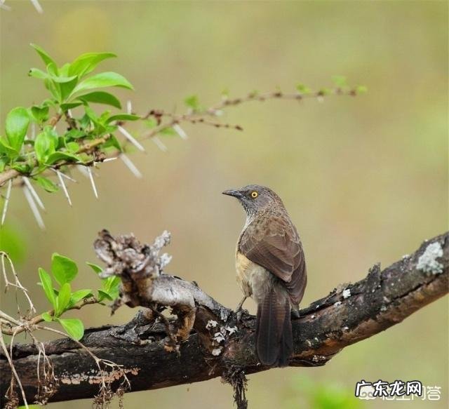驯养画眉鸟,需要注意些什么呢