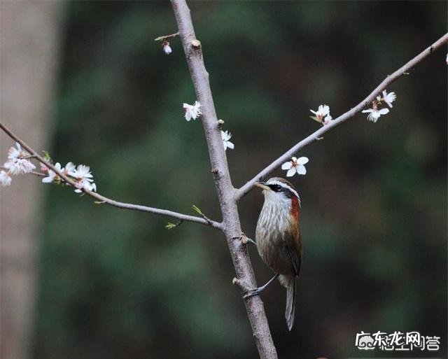 驯养画眉鸟,需要注意些什么呢