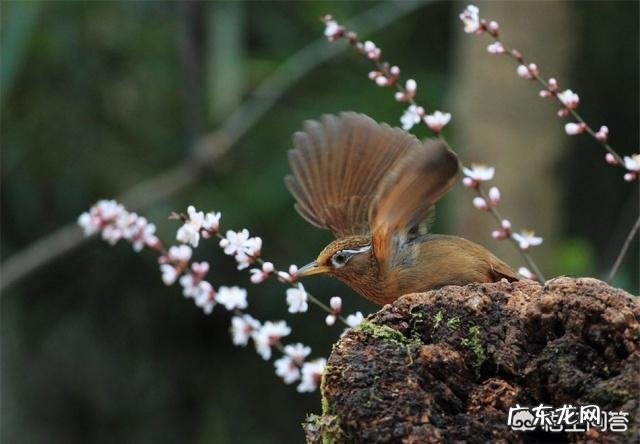 驯养画眉鸟,需要注意些什么呢