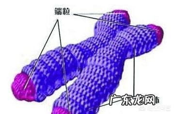 是什么限制了人类寿命的长短