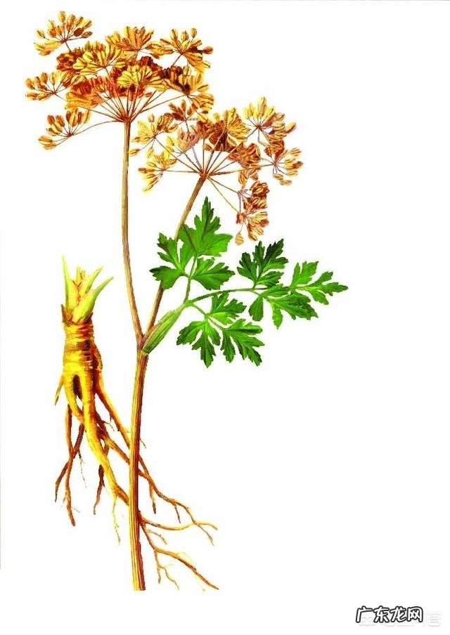 当归与枸杞一起泡水饮,有何功效?