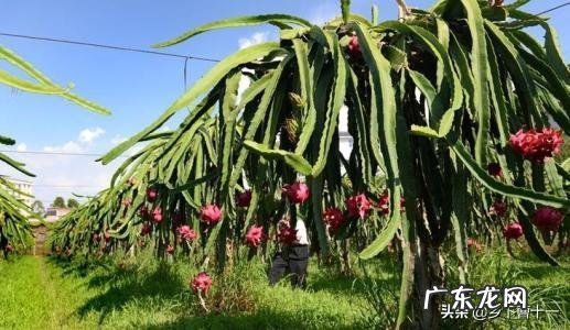 火龙果是外来的水果品种嘛?