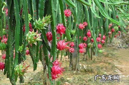 火龙果是外来的水果品种嘛?