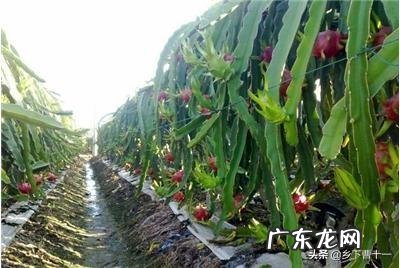 火龙果是外来的水果品种嘛?