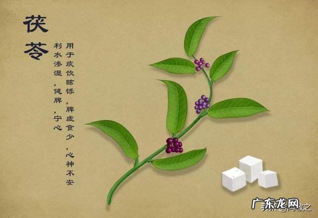 茯苓和黄芪的作用是什么?