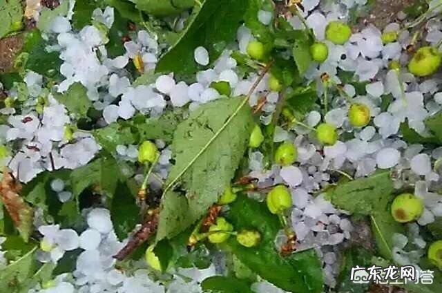 山东这次下冰雹,对农作物损害非常大,你怎么看呢?