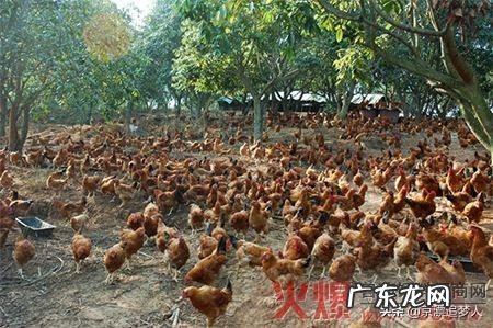 汉堡包和肉夹馍相比,你更喜欢哪一种?为什么?