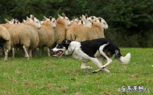 汉堡包和肉夹馍相比,你更喜欢哪一种?为什么?