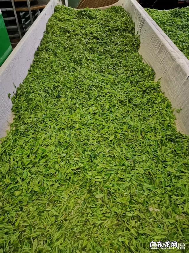 汉中的绿茶系列,仙毫、毛尖、炒青、特炒口感各有啥区别?