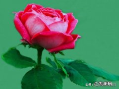 古人为什么说牡丹是“花中富贵者”？