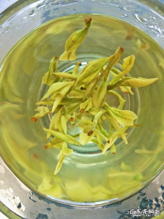 早晨起床空腹喝一杯绿茶怎么样?