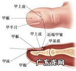 手指头的月牙真的可以看出自己的健康水平吗