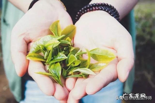 为什么有些人喜欢喝绿茶? 有一种人喜欢喝绿茶