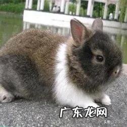 野兔是会固定在哪个地方，还是乱跑的？为什么？