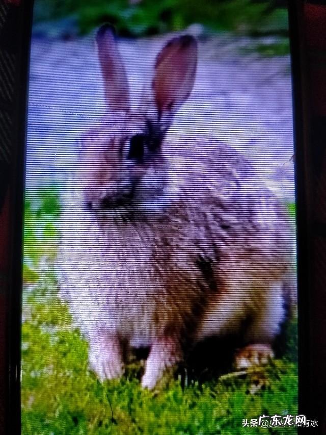 野兔是会固定在哪个地方，还是乱跑的？为什么？
