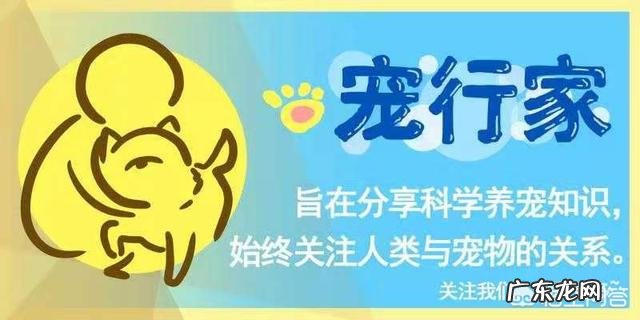 养约克夏是一种怎样的体验