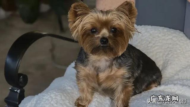 养约克夏是一种怎样的体验