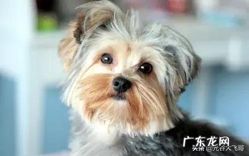 养约克夏是一种怎样的体验