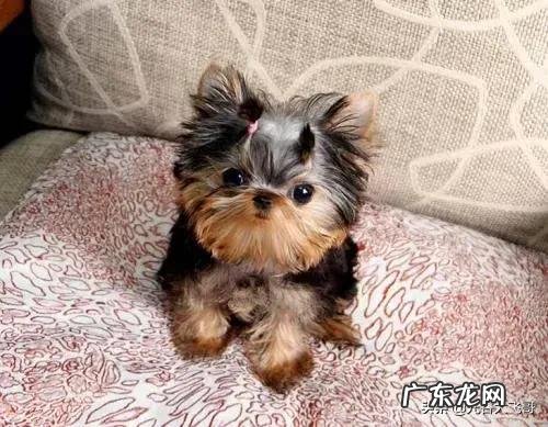 养约克夏是一种怎样的体验