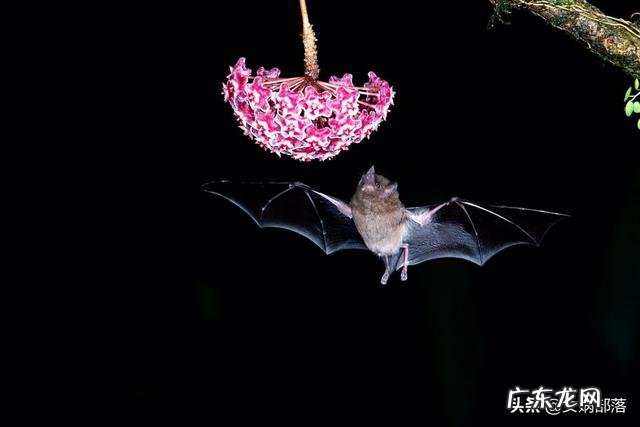 世界上最大的蝙蝠是什么蝙蝠