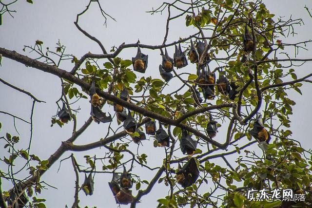 世界上最大的蝙蝠是什么蝙蝠