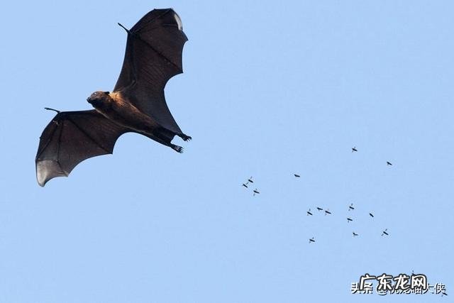 世界上最大的蝙蝠是什么蝙蝠