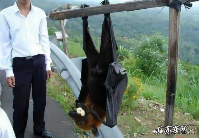 世界上最大的蝙蝠是什么蝙蝠