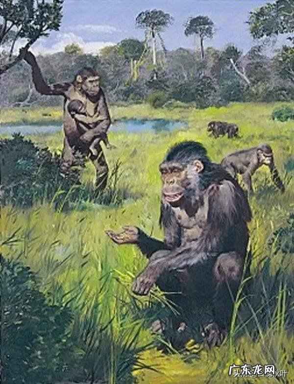 人类养猴子的行为,会不会加快猴子的进化步伐为何
