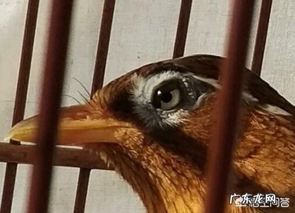 新手选购画眉鸟需要注意些什么