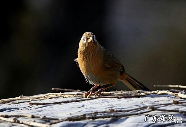 新手选购画眉鸟需要注意些什么