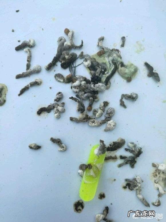 新手选购画眉鸟需要注意些什么