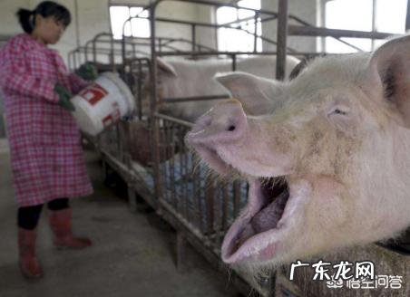 290斤毛猪能出多少斤猪肉? 320斤的毛猪能出多少斤肉