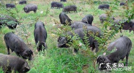 290斤毛猪能出多少斤猪肉? 320斤的毛猪能出多少斤肉