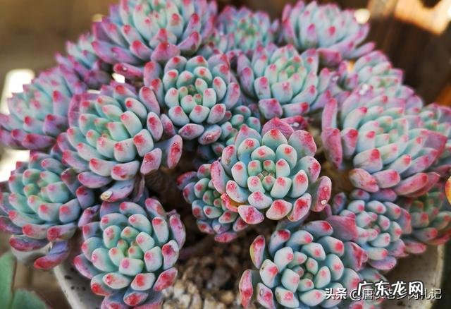 我的多肉烂叶子,该怎么办?