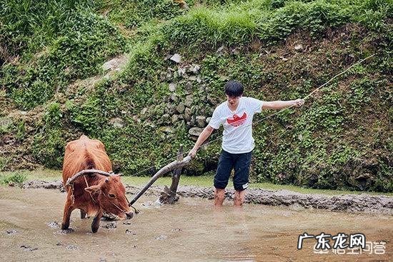 彭昱畅为何能够凭借《向往的生活》圈粉无数？