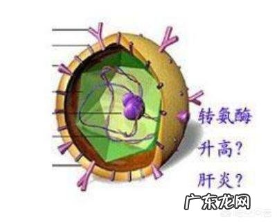 2岁宝宝天天吃点糯米会使转氨酶升高吗