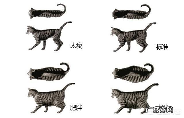 为什么有些猫咪长不胖?猫咪长不胖的原因?
