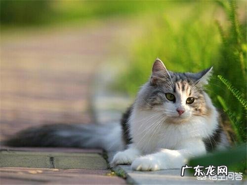 为什么有些猫咪长不胖?猫咪长不胖的原因?