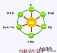 减肥期间应该多吃什么？少吃什么？