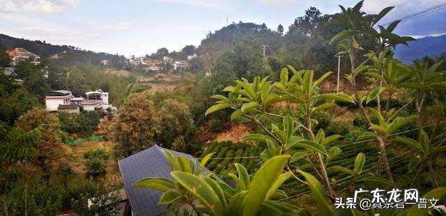 哪些茶有收藏价值与增值空间? 收藏什么茶古董茶最有价值