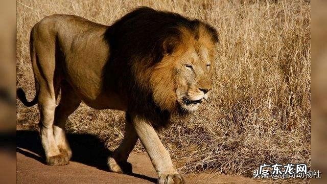 雄狮和公虎在陆地战斗中的排名分别是第几位能否进前十